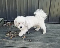 Joann, a female Havanese for sale in Trenton, NJ – 8 of 8