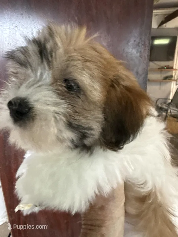 Joann – Havanese puppy for sale in Trenton, NJ
