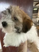 Joann, a female Havanese for sale in Trenton, NJ – 1 of 8