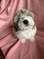 Joann, a female Havanese for sale in Trenton, NJ – 3 of 8