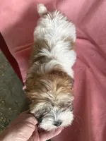Joann, a female Havanese for sale in Trenton, NJ – 4 of 8