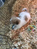 Joann, a female Havanese for sale in Trenton, NJ – 6 of 8