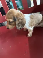 Russel, a male Miniature Dachshund for sale in Trenton, NJ – 6 of 8
