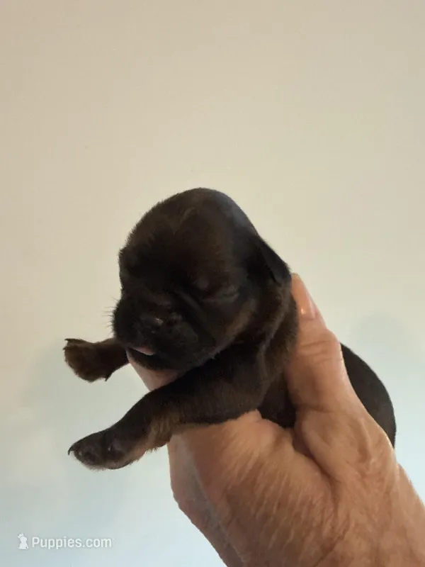 Lionel – Brussels Griffon puppy for sale in Trenton, NJ