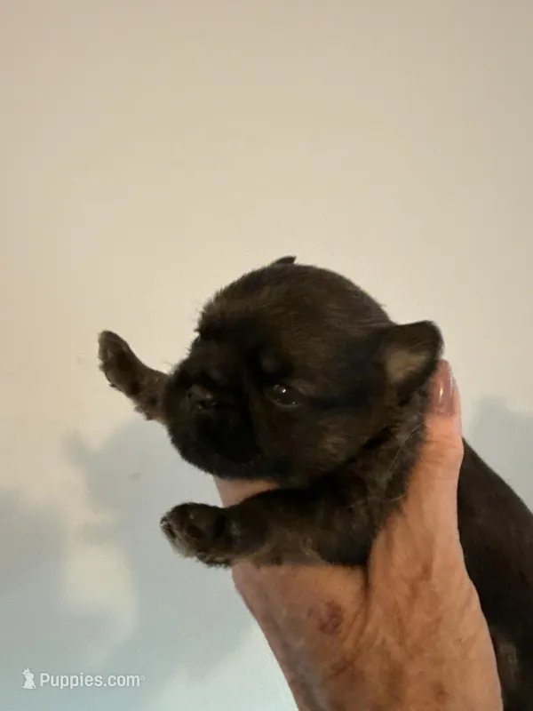 Lionel – Brussels Griffon puppy for sale in Trenton, NJ