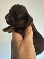 Lionel, a male Brussels Griffon for sale in Trenton, NJ – Photo 2 of 3