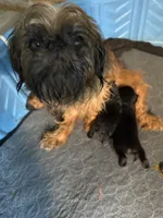Caroline, a female Brussels Griffon for sale in Trenton, NJ – 6 of 8