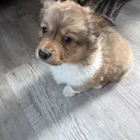 Sochi, a female Pembroke Welsh Corgi for sale in Trenton, NJ – Photo 2 of 10