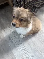 Sochi, a female Pembroke Welsh Corgi for sale in Trenton, NJ – Photo 1 of 10