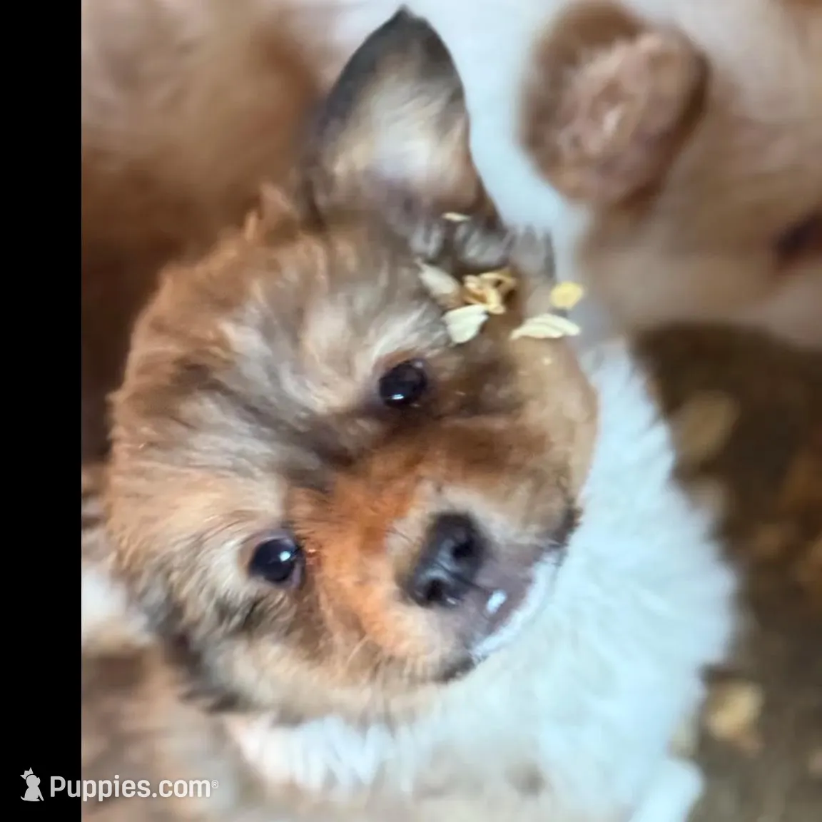 Sochi, a female Pembroke Welsh Corgi for sale in Trenton, NJ – Photo 5 of 10