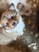 Sochi, a female Pembroke Welsh Corgi for sale in Trenton, NJ – Photo 3 of 10