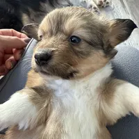 Sochi, a female Pembroke Welsh Corgi for sale in Trenton, NJ – Photo 4 of 10