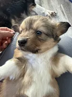 Sochi, a female Pembroke Welsh Corgi for sale in Trenton, NJ – Photo 5 of 10