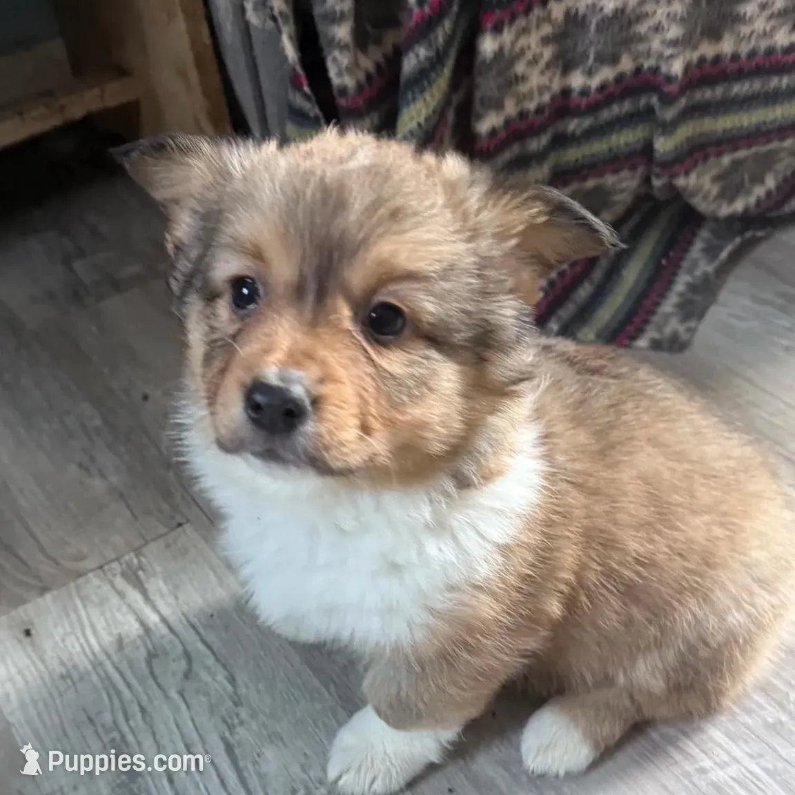 Sochi, a female Pembroke Welsh Corgi for sale in Trenton, NJ – Photo 3 of 10