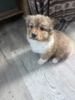 Sochi, a female Pembroke Welsh Corgi for sale in Trenton, NJ – Photo 2 of 10