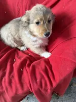 Sochi, a female Pembroke Welsh Corgi for sale in Trenton, NJ – Photo 10 of 10