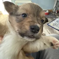 Sochi, a female Pembroke Welsh Corgi for sale in Trenton, NJ – Photo 6 of 10