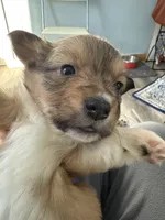 Sochi, a female Pembroke Welsh Corgi for sale in Trenton, NJ – Photo 6 of 10