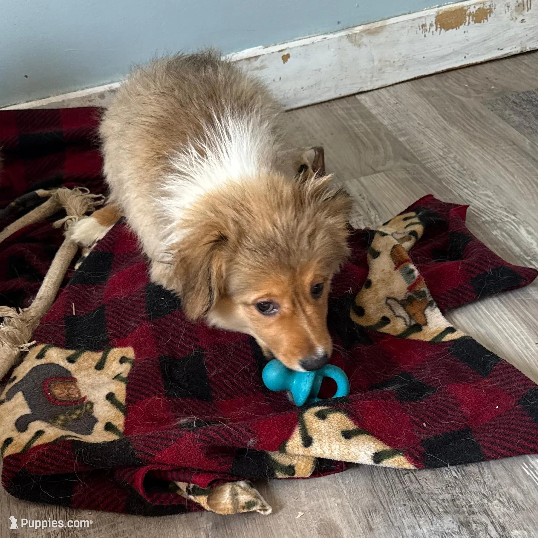 Sochi, a female Pembroke Welsh Corgi for sale in Trenton, NJ – Photo 8 of 10