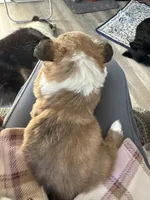 Sochi, a female Pembroke Welsh Corgi for sale in Trenton, NJ – Photo 9 of 10