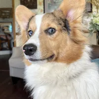 Sochi, a female Pembroke Welsh Corgi for sale in Trenton, NJ – Photo 9 of 10