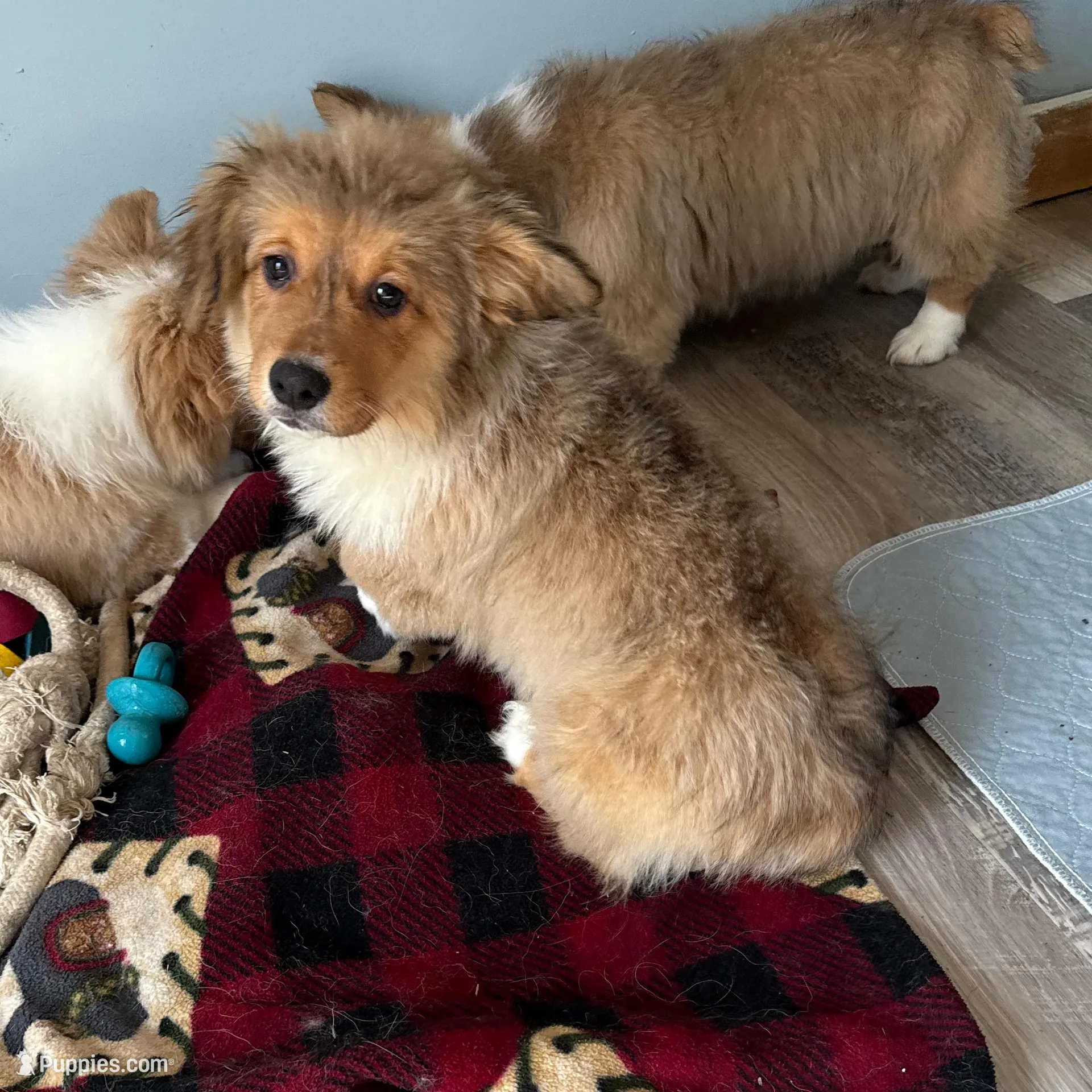 Sochi, a female Pembroke Welsh Corgi for sale in Trenton, NJ – Photo 10 of 10