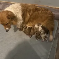 Sochi, a female Pembroke Welsh Corgi for sale in Trenton, NJ – Photo 7 of 10