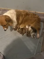 Sochi, a female Pembroke Welsh Corgi for sale in Trenton, NJ – Photo 7 of 10