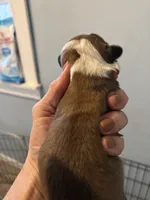 Susan, a female Pembroke Welsh Corgi for sale in Trenton, NJ – Photo 7 of 8