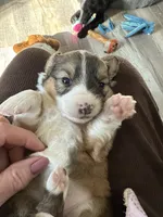 Susan, a female Pembroke Welsh Corgi for sale in Trenton, NJ – Photo 4 of 8