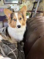 Susan, a female Pembroke Welsh Corgi for sale in Trenton, NJ – Photo 8 of 8