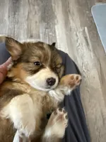 Susan, a female Pembroke Welsh Corgi for sale in Trenton, NJ – Photo 6 of 8