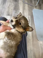 Susan, a female Pembroke Welsh Corgi for sale in Trenton, NJ – Photo 5 of 8