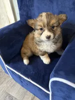 Susan, a female Pembroke Welsh Corgi for sale in Trenton, NJ – Photo 2 of 8