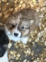 Susan, a female Pembroke Welsh Corgi for sale in Trenton, NJ – Photo 3 of 8