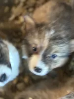 Susan, a female Pembroke Welsh Corgi for sale in Trenton, NJ – Photo 1 of 8