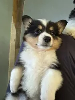 Wendy, a female Pembroke Welsh Corgi for sale in Trenton, NJ – 6 of 10
