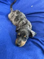 Robert, a male Miniature Dachshund for sale in Trenton, NJ – 7 of 8
