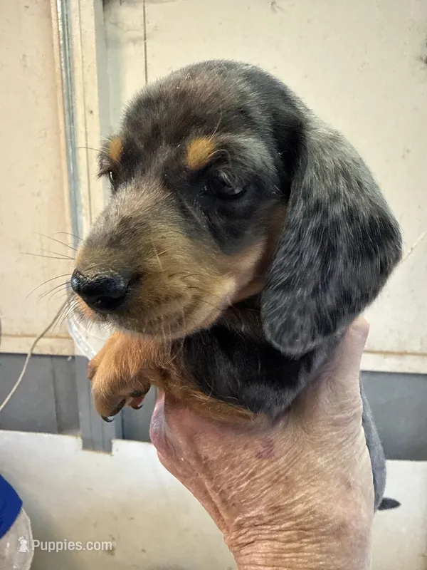 Robert, a male Miniature Dachshund for sale in Trenton, NJ – 1 of 8