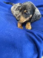 Robert, a male Miniature Dachshund for sale in Trenton, NJ – 6 of 8