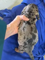 Robert, a male Miniature Dachshund for sale in Trenton, NJ – 2 of 8