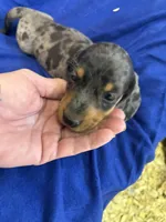 Robert, a male Miniature Dachshund for sale in Trenton, NJ – 5 of 8