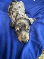 Robert, a male Miniature Dachshund for sale in Trenton, NJ – 3 of 8