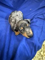 Robert, a male Miniature Dachshund for sale in Trenton, NJ – 4 of 8
