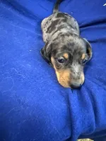 Robert, a male Miniature Dachshund for sale in Trenton, NJ – 8 of 8
