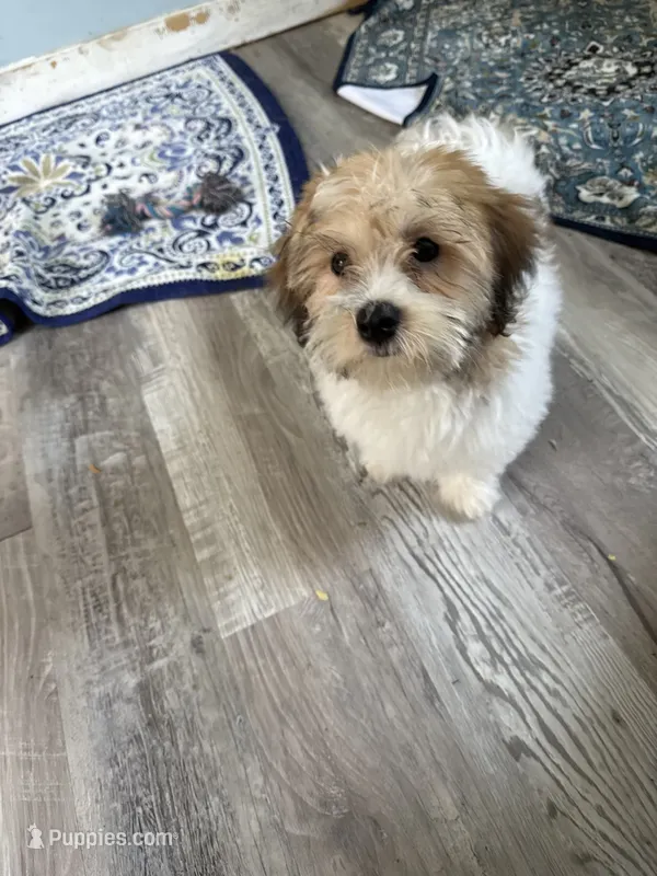 Joann – Havanese puppy on hold in Trenton, NJ