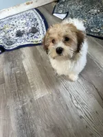 Joann, a female Havanese for sale in Trenton, NJ – 1 of 10