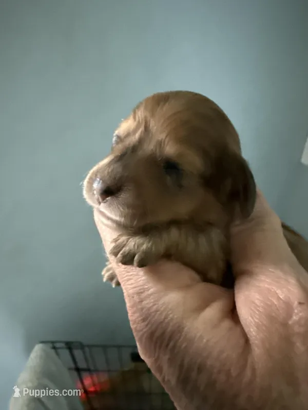 Rhonda – Miniature Dachshund puppy for sale in Trenton, NJ