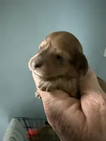 Rhonda, a female Miniature Dachshund for sale in Trenton, NJ – Photo 1 of 7