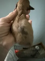 Rhonda, a female Miniature Dachshund for sale in Trenton, NJ – Photo 5 of 7